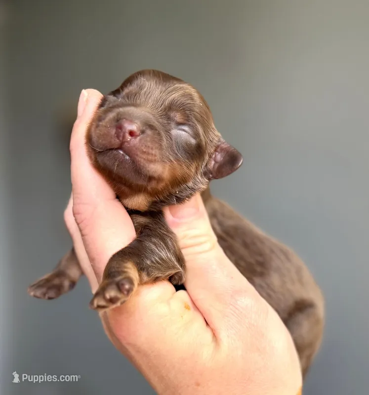 Cavapoo – Cavapoo puppy for sale in Britton, MI