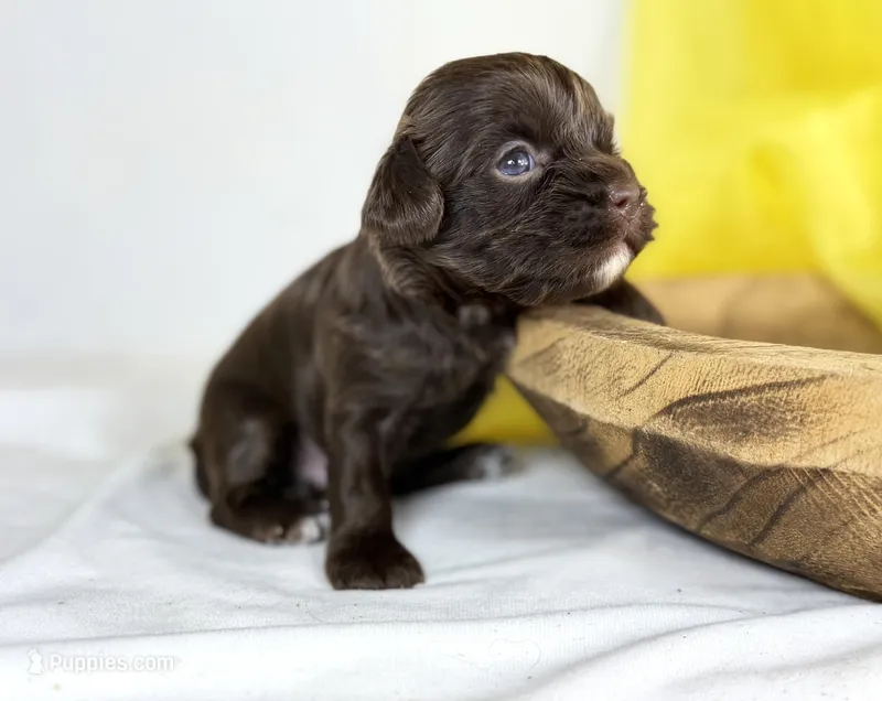 Cavapoo mix – Cavapoo puppy for sale in Britton, MI