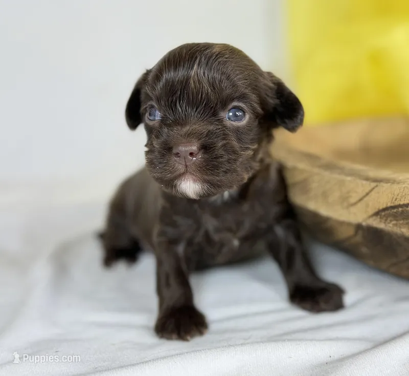 Cavapoo mix – Cavapoo puppy for sale in Britton, MI