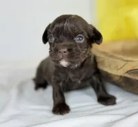 Cavapoo mix, a male Cavapoo for sale in Britton, MI – Photo 3 of 4