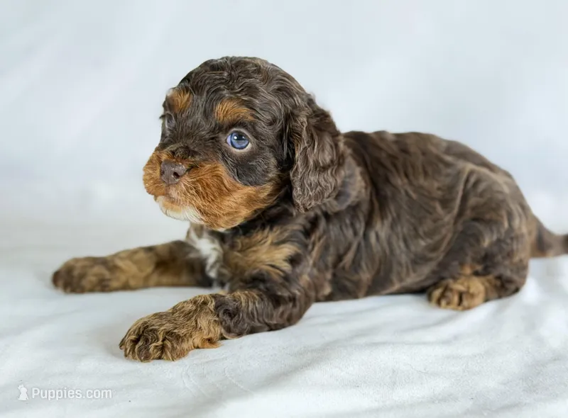 Cavapoo – Cavapoo puppy for sale in Britton, MI