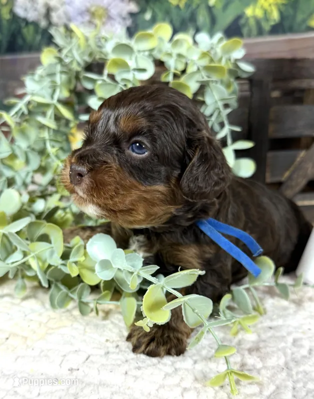 Cavapoo – Cavapoo puppy for sale in Britton, MI