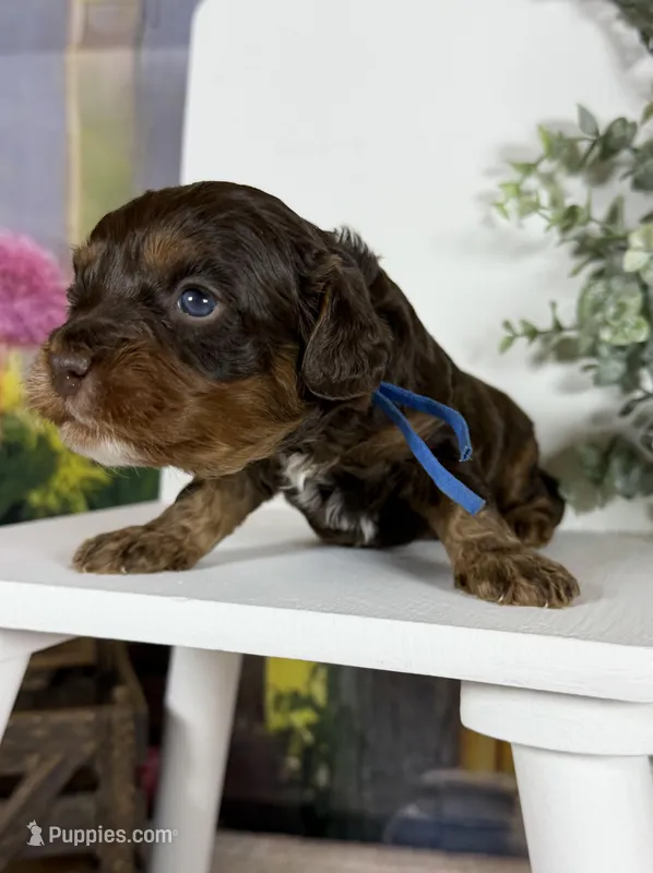 Cavapoo – Cavapoo puppy for sale in Britton, MI