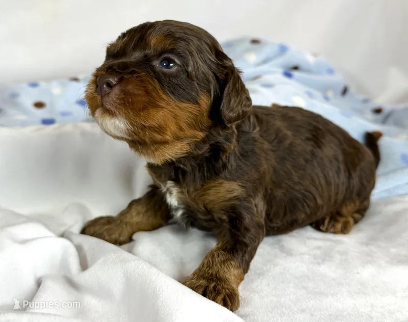 Cavapoo – Cavapoo puppy for sale in Britton, MI