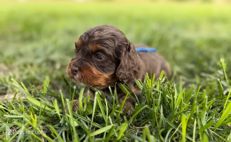 Cavapoo – Cavapoo puppy for sale in Britton, MI