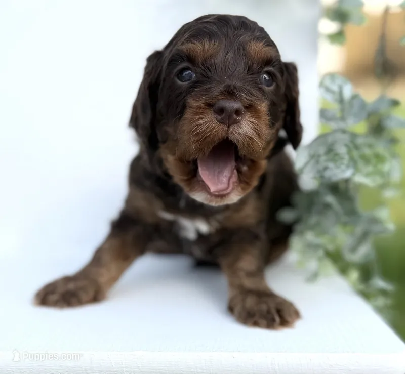 Cavapoo – Cavapoo puppy for sale in Britton, MI