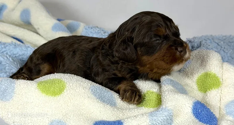 Cavapoo – Cavapoo puppy for sale in Britton, MI