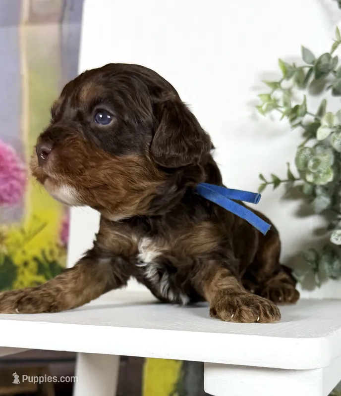 Cavapoo – Cavapoo puppy for sale in Britton, MI