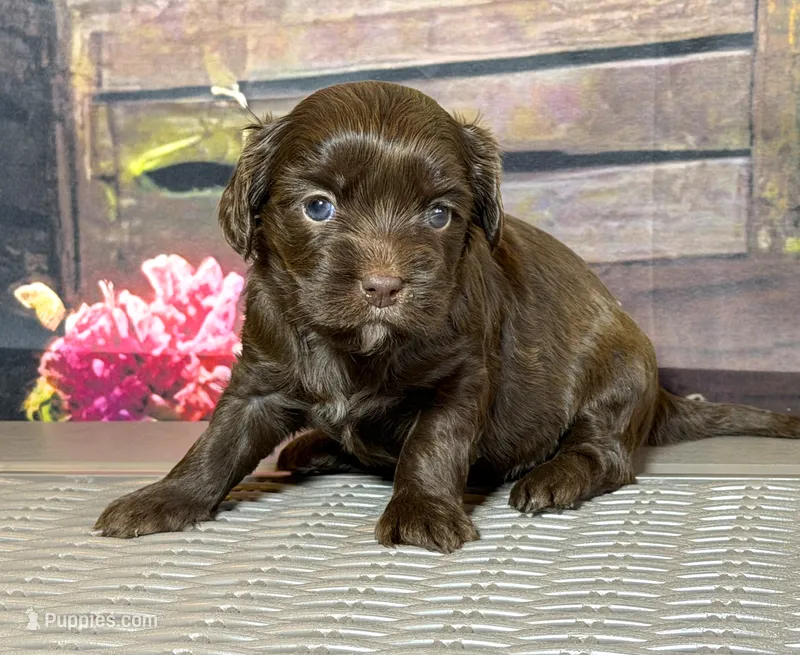 Cavapoo mix – Cavapoo puppy for sale in Britton, MI