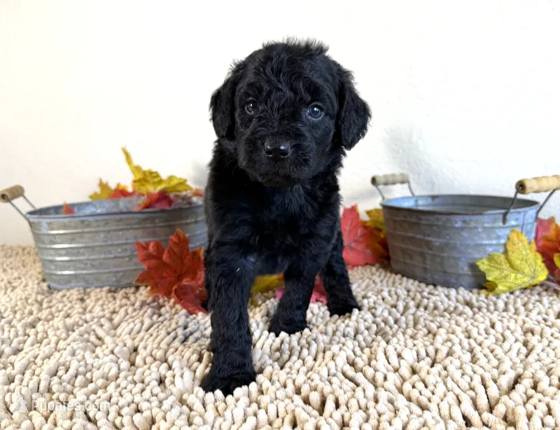 Newfypoo – Newfypoo puppy for sale in Britton, MI