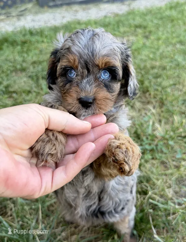 Cavapoo – Cavapoo puppy for sale in Britton, MI