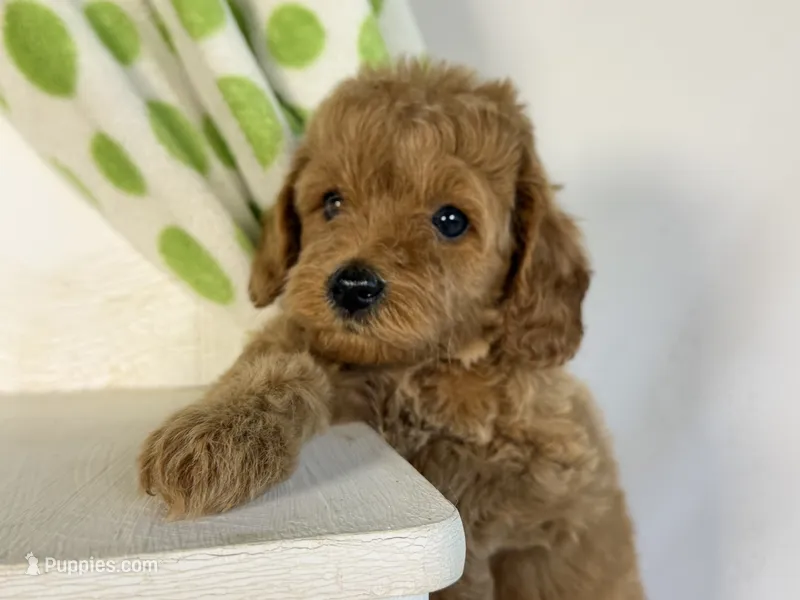 Cavapoo – Cavapoo puppy for sale in Britton, MI