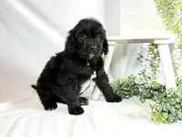 Newfypoo, a male Newfypoo for sale in Britton, MI – 4 of 5