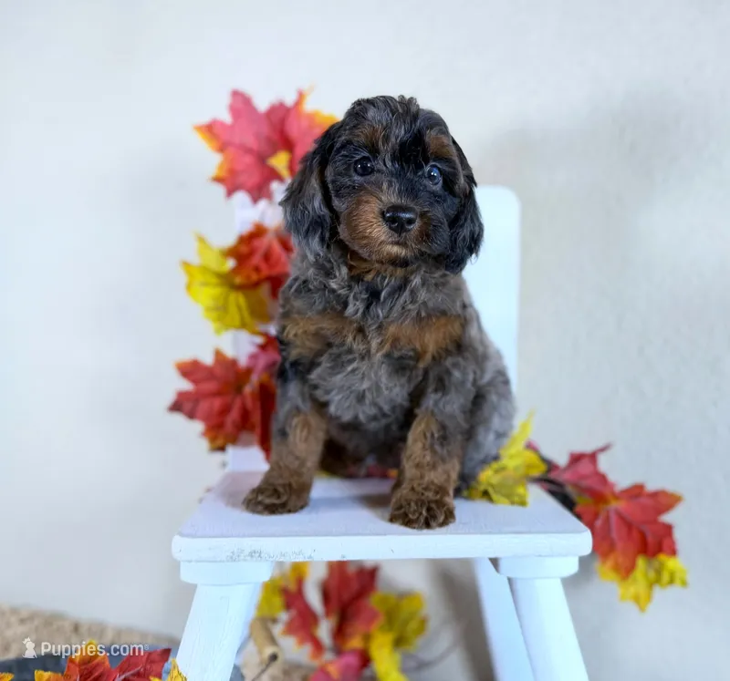 Cavapoo  – Cavapoo puppy for sale in Britton, MI