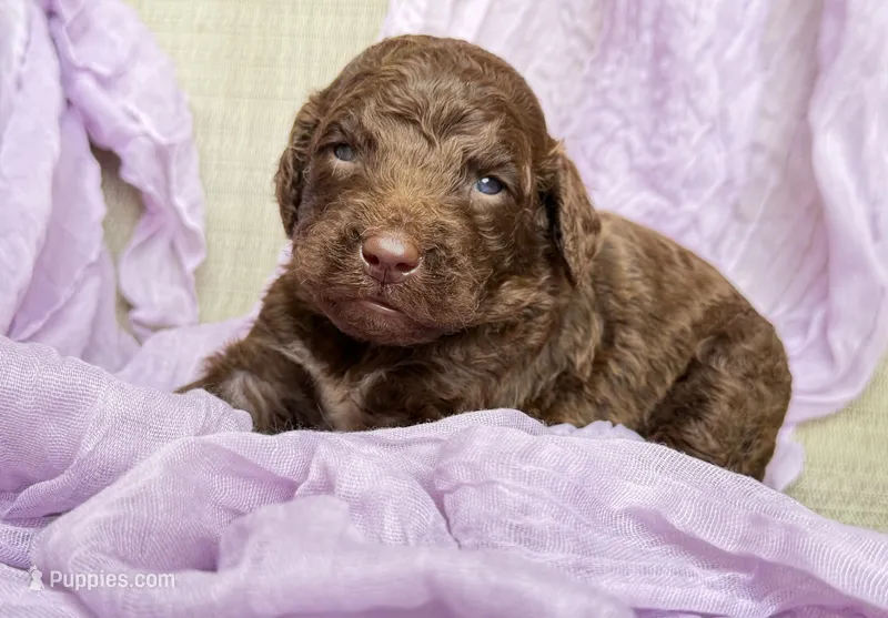 Newfypoo – Newfypoo puppy for sale in Britton, MI