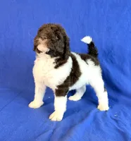 Newfypoo, a male Newfypoo for sale in Britton, MI – 5 of 7