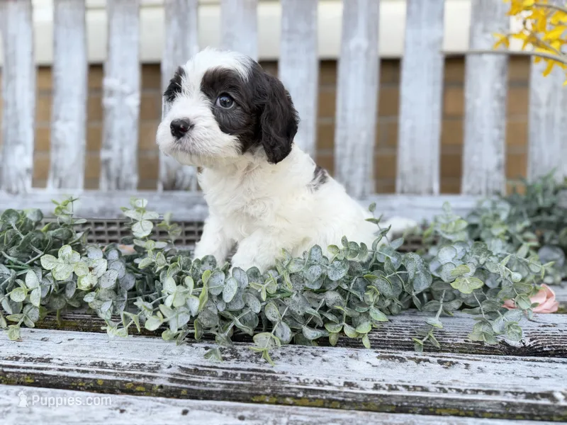 Cavapoo – Cavapoo puppy for sale in Britton, MI