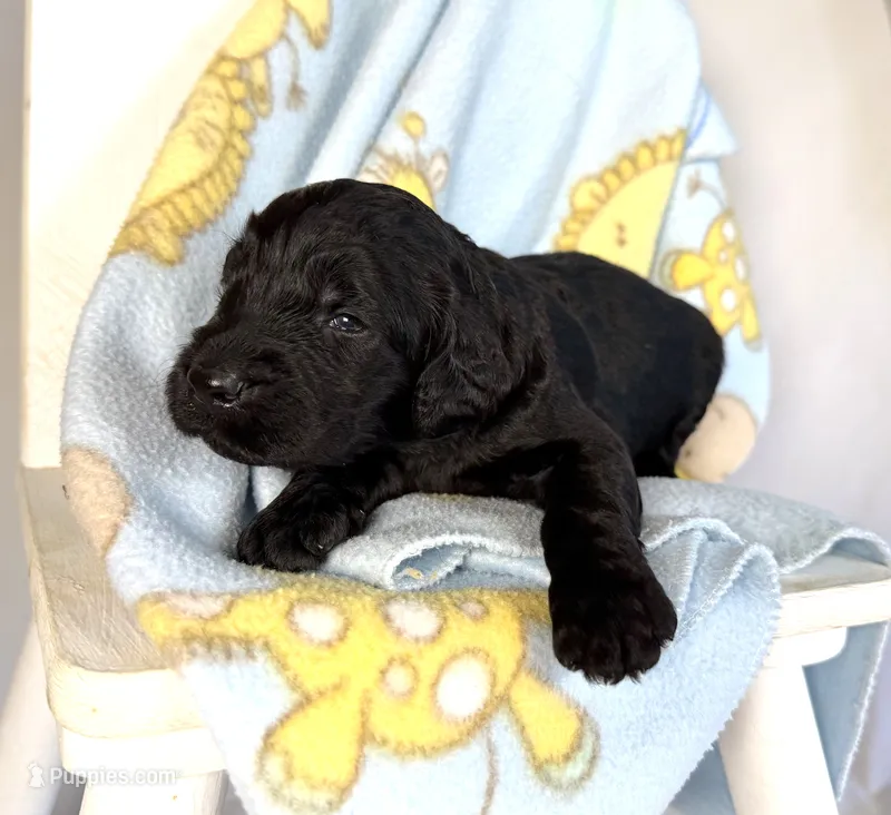 Newfypoo – Newfypoo puppy for sale in Britton, MI