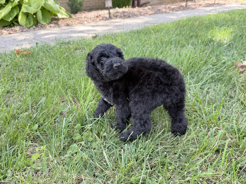 Newfypoo – Newfypoo puppy for sale in Britton, MI