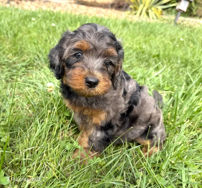 Cavapoo – Cavapoo puppy for sale in Britton, MI