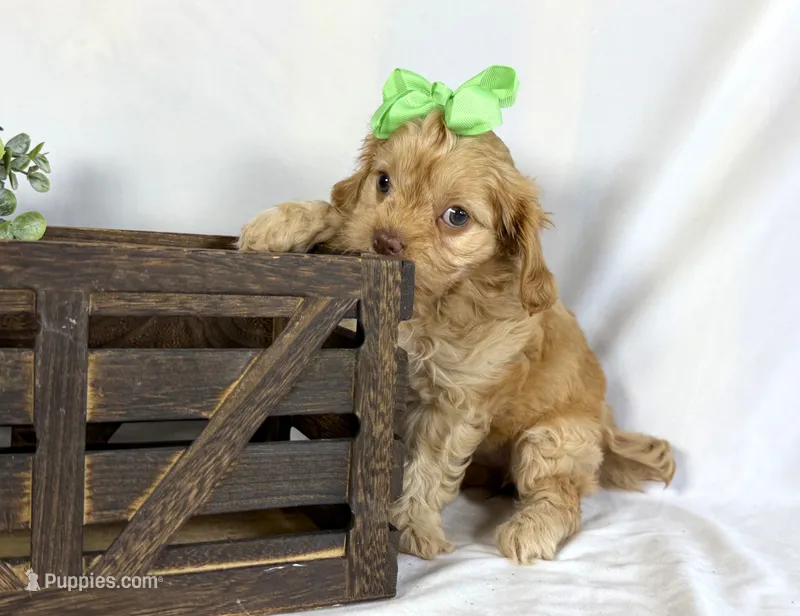 Cavapoo mix – Cavapoo puppy for sale in Britton, MI