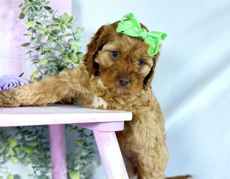 Cavapoo – Cavapoo puppy for sale in Britton, MI
