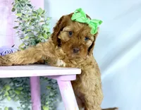 Cavapoo, a female Cavapoo for sale in Britton, MI – 3 of 7