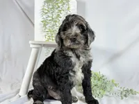 Newfypoo, a male Newfypoo for sale in Britton, MI – 2 of 7