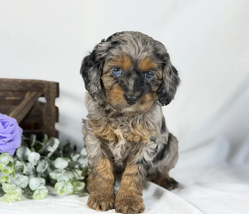 Cavapoo – Cavapoo puppy for sale in Britton, MI