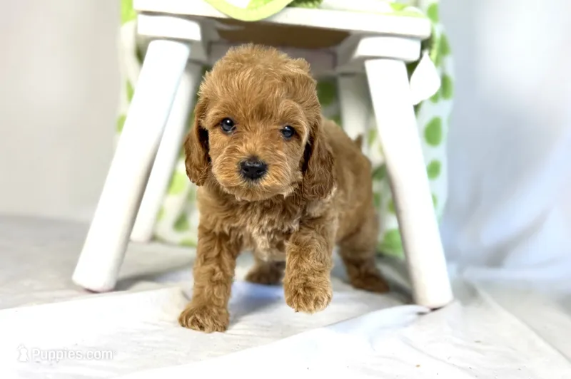 Cavapoo – Cavapoo puppy for sale in Britton, MI