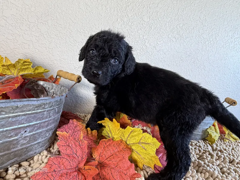 Newfypoo – Newfypoo puppy for sale in Britton, MI