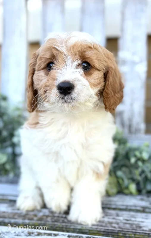 Cavapoo – Cavapoo puppy for sale in Britton, MI