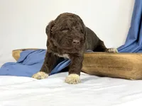 newfypoo, a male Newfypoo for sale in Britton, MI – 5 of 5