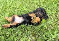 Cavapoo, a female Cavapoo for sale in Britton, MI – 6 of 6