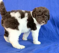 Newfypoo, a male Newfypoo for sale in Britton, MI – 4 of 7