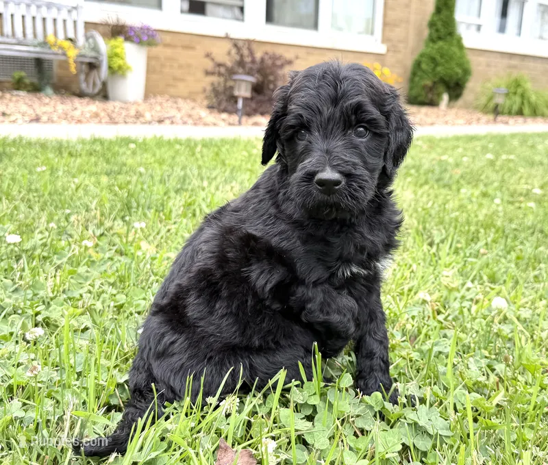 Newfypoo – Newfypoo puppy for sale in Britton, MI