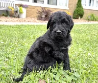 Newfypoo, a female Newfypoo for sale in Britton, MI – 3 of 5
