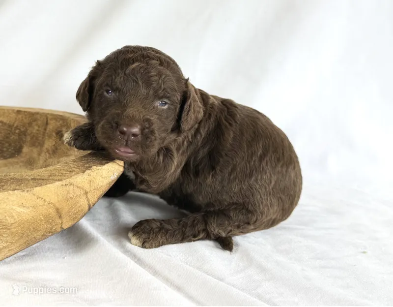 Newfypoo – Newfypoo puppy for sale in Britton, MI