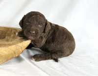 Newfypoo, a male Newfypoo for sale in Britton, MI – 1 of 3