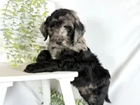 Newfypoo, a male Newfypoo for sale in Britton, MI – 5 of 7