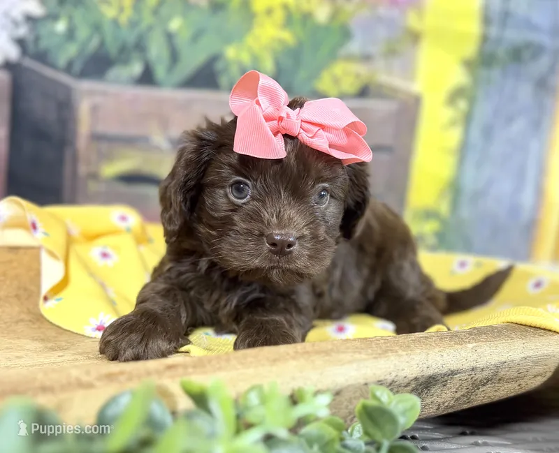 Cavapoo mix – Cavapoo puppy for sale in Britton, MI