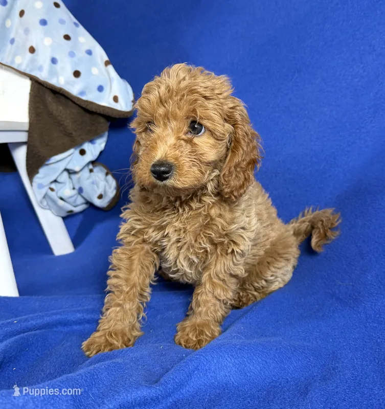 Cavapoo – Cavapoo puppy for sale in Britton, MI