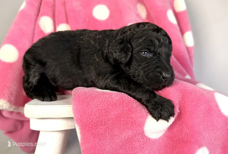Newfypoo – Newfypoo puppy for sale in Britton, MI