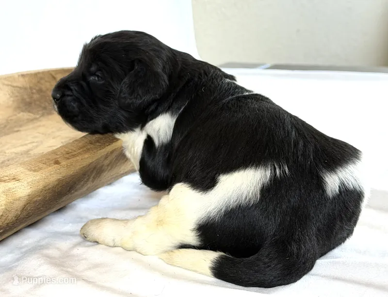 Newfypoo – Newfypoo puppy for sale in Britton, MI