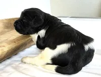 Newfypoo, a male Newfypoo for sale in Britton, MI – 1 of 3