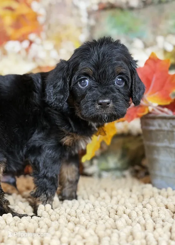 Cavapoo – Cavapoo puppy for sale in Britton, MI