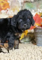 Cavapoo, a male Cavapoo for sale in Britton, MI – 1 of 5