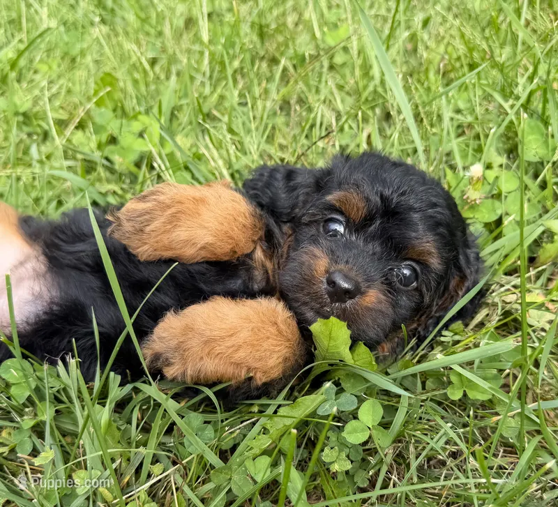 Cavapoo – Cavapoo puppy for sale in Britton, MI
