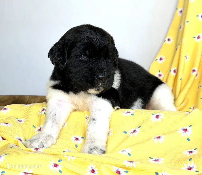 Newfypoo – Newfypoo puppy for sale in Britton, MI