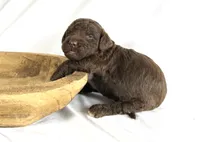Newfypoo, a male Newfypoo for sale in Britton, MI – 3 of 3